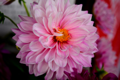 花　DSC_1613