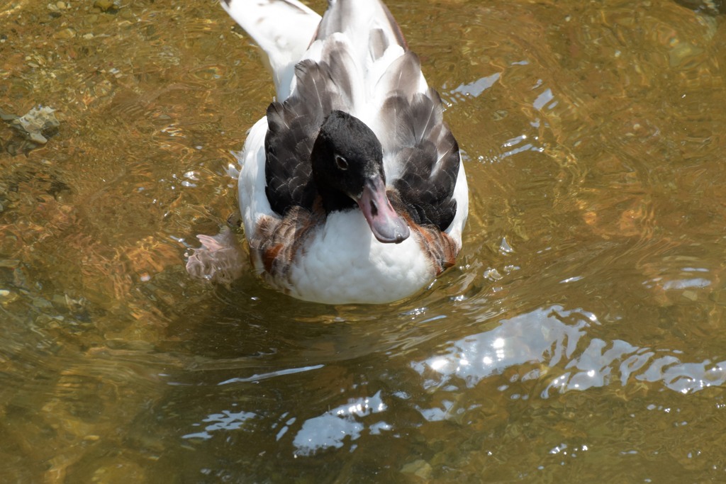 のいち動物公園