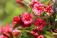 花　IMG_3142
