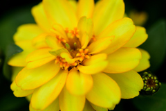 花　DSC_1637