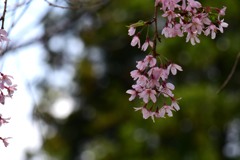 枝垂れ桜