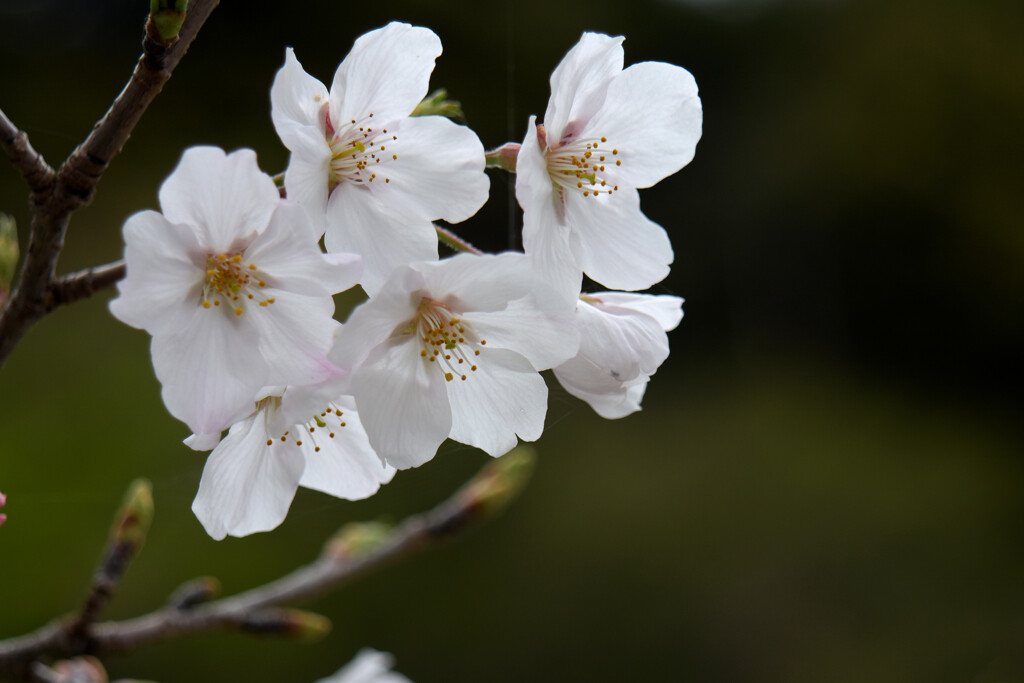 桜