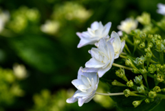 紫陽花