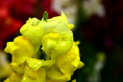 花　DSC_1573