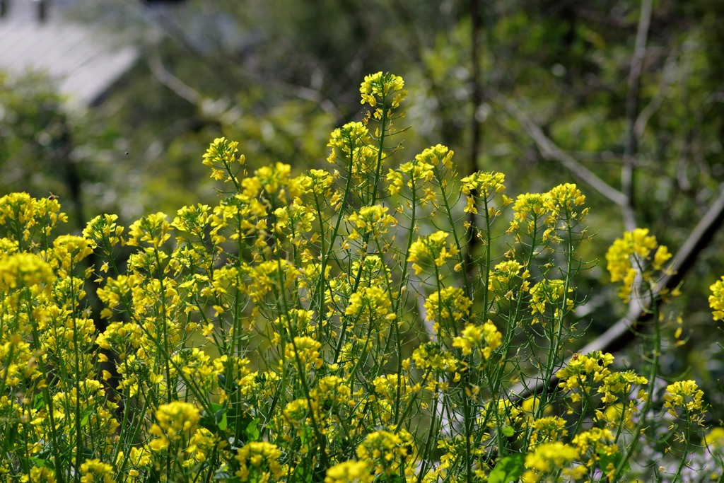 散歩中の　　花