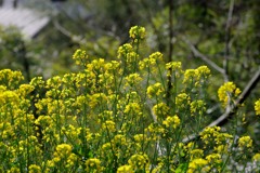 散歩中の　　花