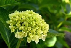 紫陽花