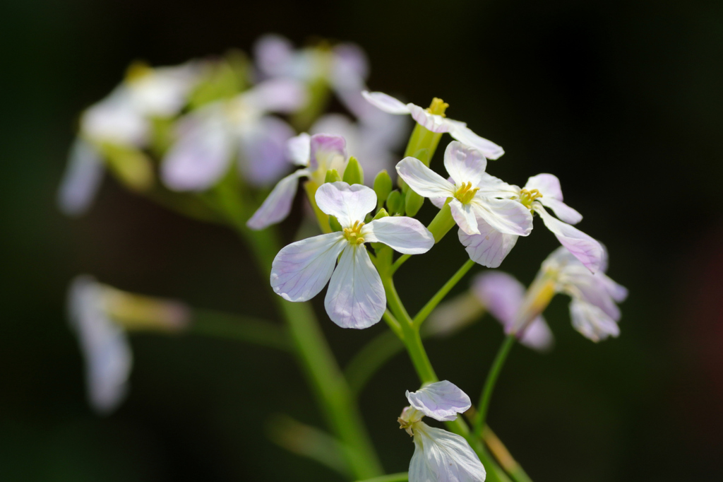 大根の花