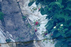 散歩中の　ハウスのイチゴ