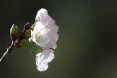 桜　咲いた