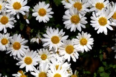 散歩中の　花