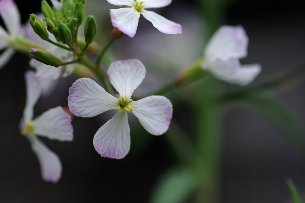 入河内大根（？）の花