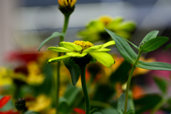 花　DSC_1633