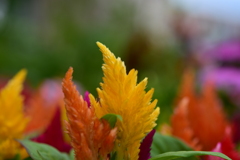 花　DSC_1630