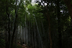 竹林