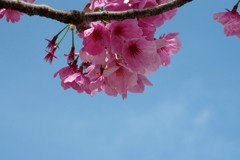 さくら