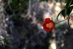 散歩中の　　花