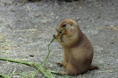 のいち動物公園