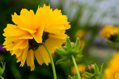 花
