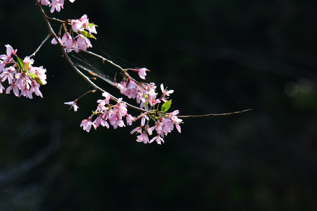 枝垂れ桜