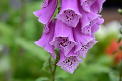花　DSC_1629