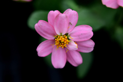 花　DSC_1579