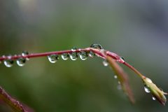 雨上がり　DSC_1544