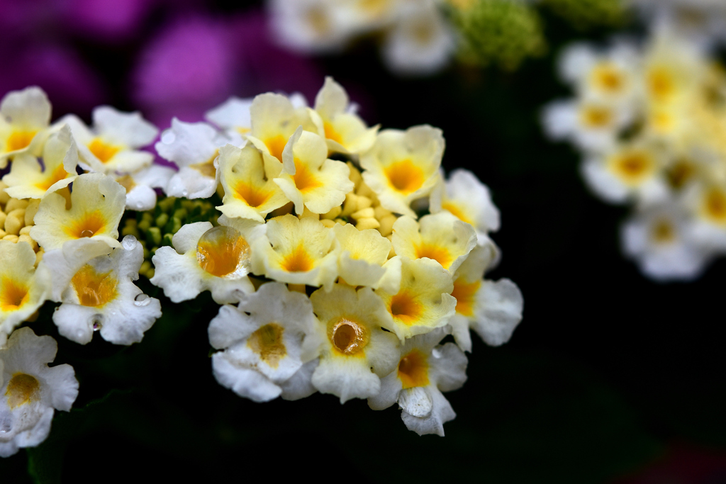 花　DSC_1599
