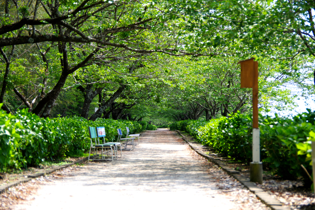 散歩道