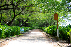 散歩道