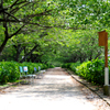 散歩道