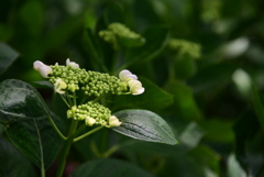 紫陽花
