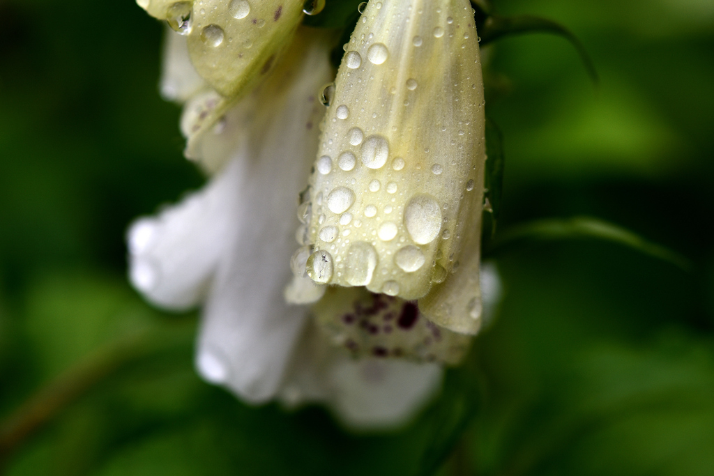花　DSC_1602