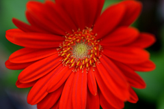 花　DSC_1652