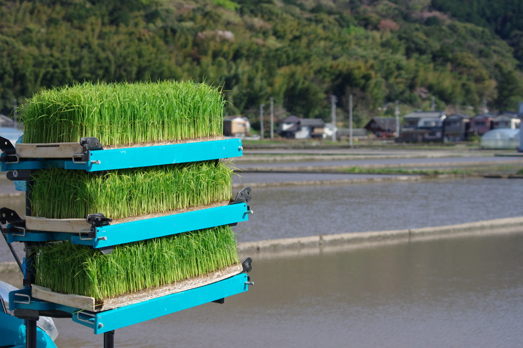 田植え