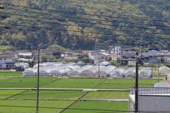 散歩中の　　ビニールハウス