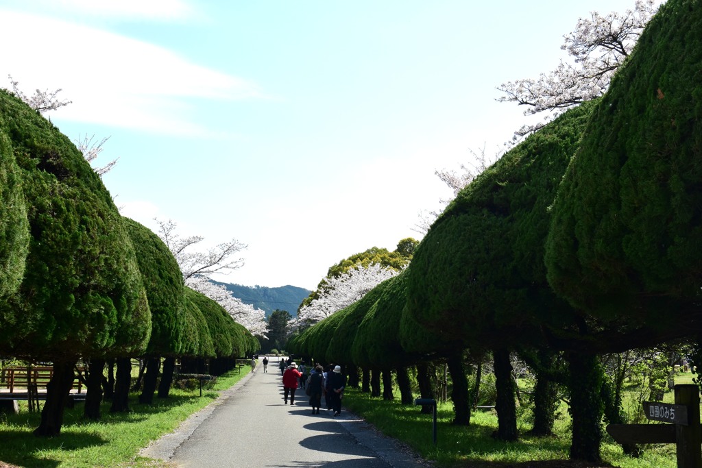 花見