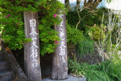 大杉　IMGP1017