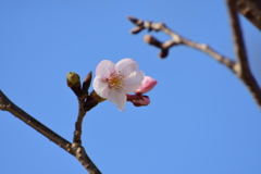 咲いた！！