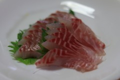 肴　グレの刺身