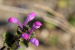 散歩中の　　花