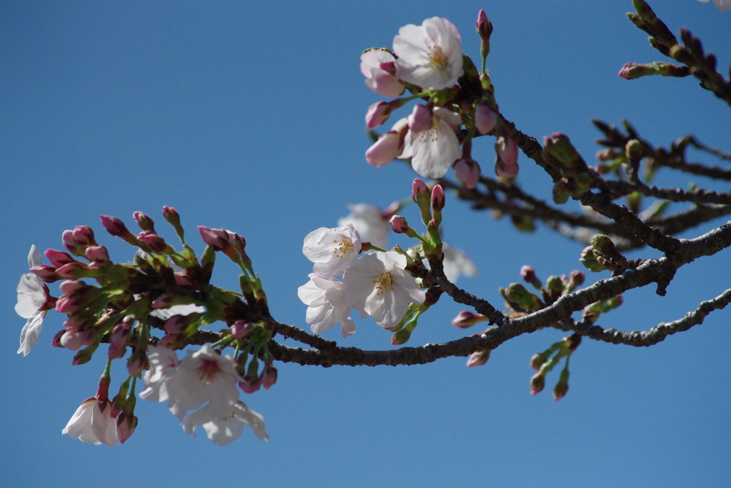 桜