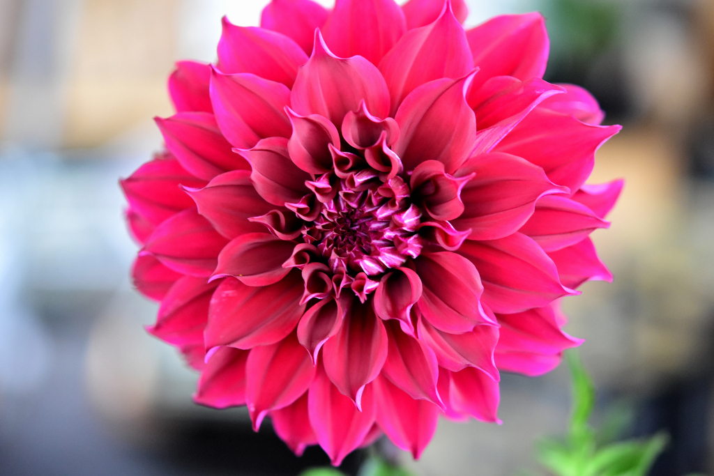 花　DSC_1614