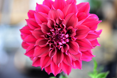 花　DSC_1614