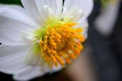 花　DSC_1593