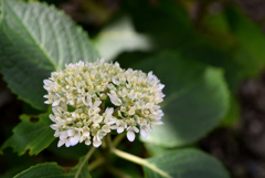 紫陽花