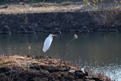 野鳥