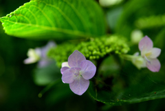 紫陽花