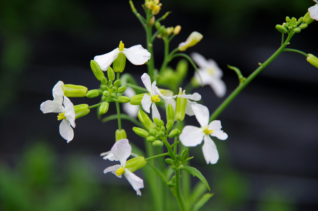 大根の花