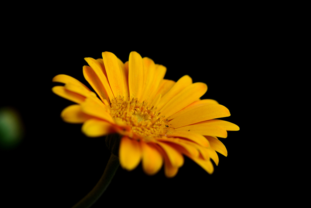 花　DSC_1612
